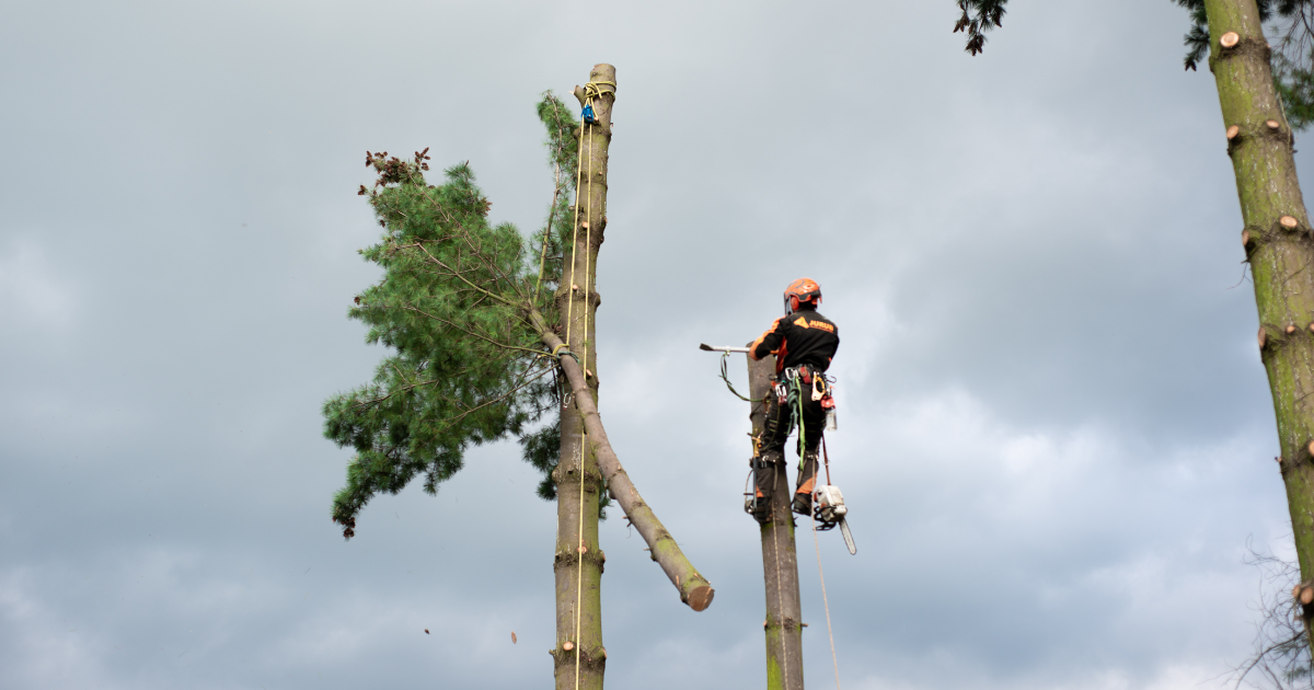 Tree Felling Service Tree Felling & Outdoor - Best Group Services